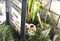 飲食店の店先の植え込みに行き倒れていた三毛猫の親子（浦川さん提供、YouTubeよりキャプチャ撮影）