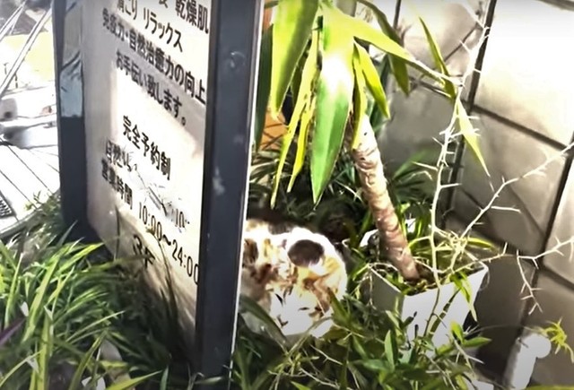 飲食店の店先の植え込みに行き倒れていた三毛猫の親子（浦川さん提供、YouTubeよりキャプチャ撮影）