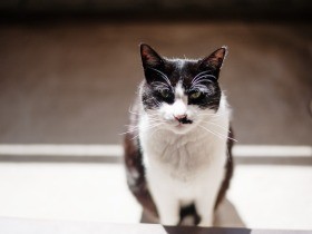 食欲がない腎臓病の猫「ぽんた」　元気な姿が見たい…給餌を決断（36）