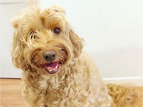 テヘヘ、寝癖ついちゃった　ラブラドゥードル「Felicia」