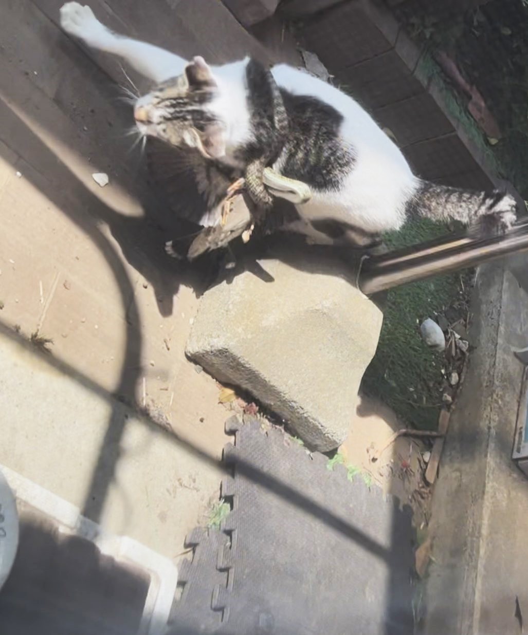 どういう状況！？」ヘビを体に巻きつけ、鳥を捕まえる野良猫に