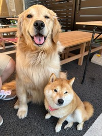 仲良しショット（左から）おからちゃん、うにくん（画像提供：豆柴うに＆ゴールデンレトリバーおからさん）