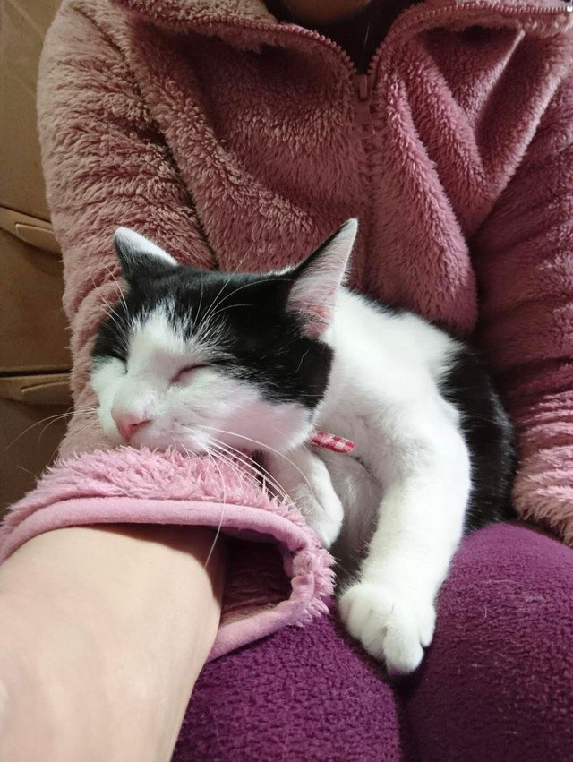 お互いあったかいにゃ＝gatita_himawariさん提供