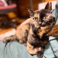 くるみちゃんの“お膝乗り記念日”。1枚目のショット（画像提供：サビ猫くるみさん）