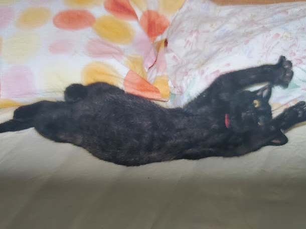 ０歳、ベッドではしゃぐイヌオ「ばんざーい」