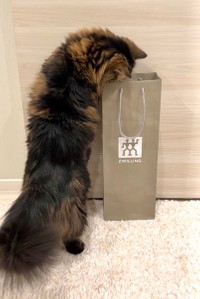 何、何？何を買ってきた？と点検中＝マンチカンのアーサーさん（@MunchKINGArthur）提供