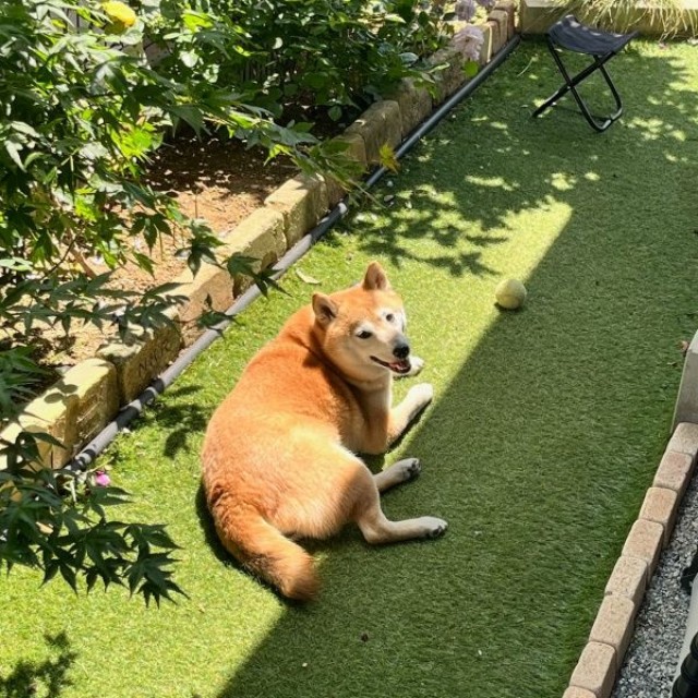 日向ぼっこをしながらにっこり笑顔のおとちゃん（画像提供：柴犬おとちゃん 6歳さん）
