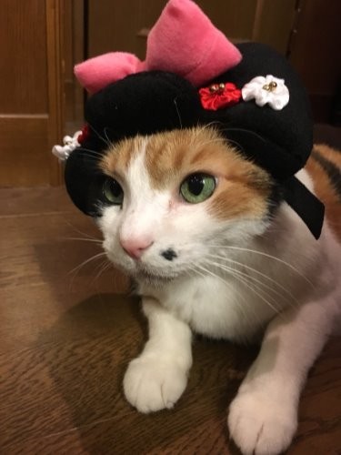 日本髪も似合うんです（お父さんが浅草で買ってきてくれました…）