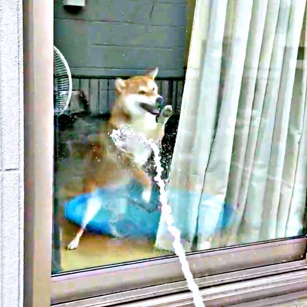 両前足でカリカリしながらホースの水に触れようと奮闘するまろんちゃん（画像提供：シヴァイヌ まろんさん）