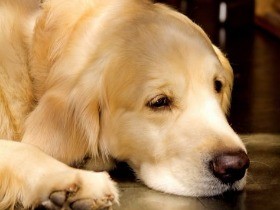 殺処分ゼロへ、セカオワの「汽車」登場　ツアーのオブジェを寄贈