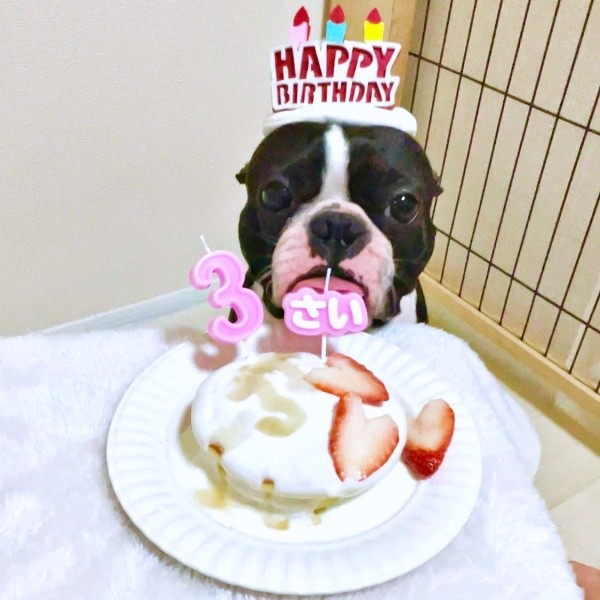 3歳の誕生日を迎えたぶーちゃん（画像提供：ぶー︙フレブル×ボステリMixさん）