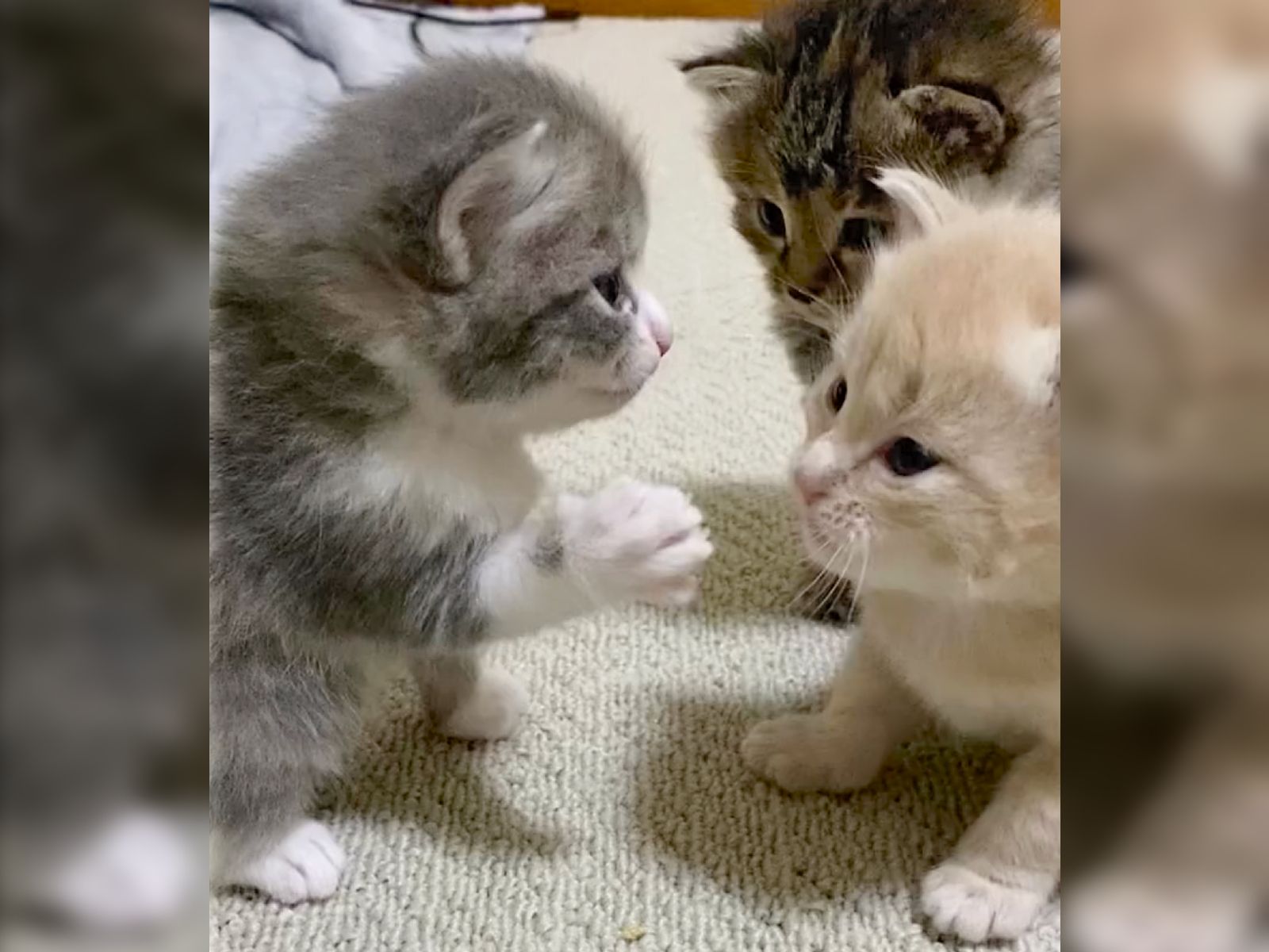 生後3週間で猫パンチ！？ “ほぼ当たってない”ぽふぽふ攻撃に悶絶