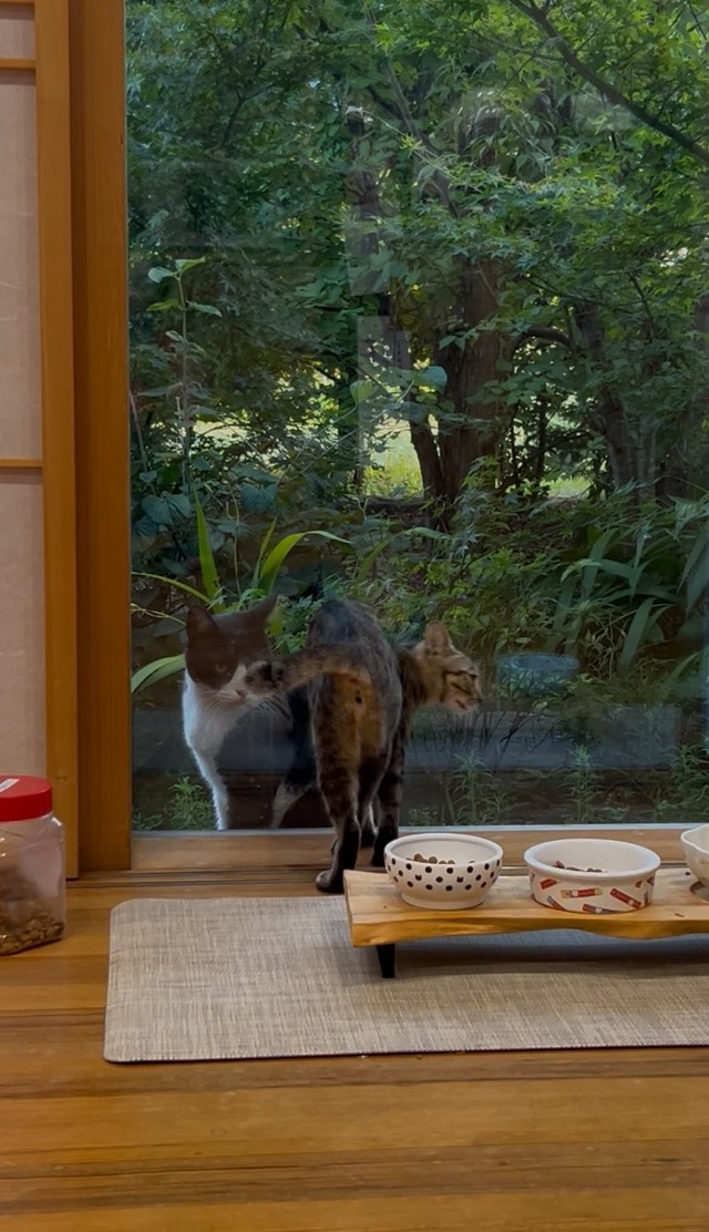 「ちゃんとご飯食べてる？」出産後も会いに来ていたオレくん（画像提供：kuromitsu黒みつさん）