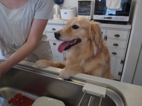 公園に放置されていたゴールデン　やっとたどりついた幸せな家