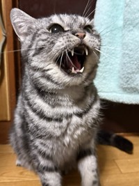 とてもお怒りのいざなくん（「まそっぷ」さん提供）