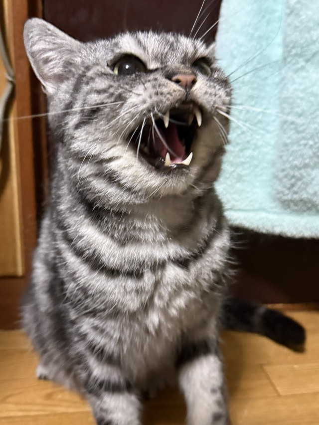 とてもお怒りのいざなくん（「まそっぷ」さん提供）