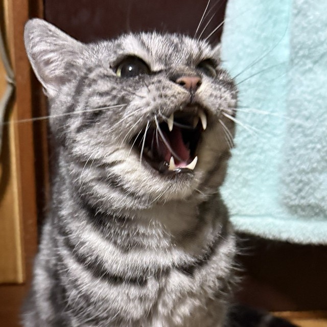 とてもお怒りのいざなくん（「まそっぷ」さん提供）