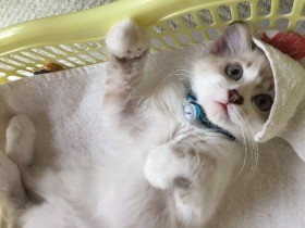 弟分とは毛づくろいするほど仲良し　保護猫の「ｒａｍ」