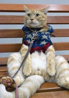 ベンチにどっしりと腰掛け、しばらく体勢をキープするマロン（滋賀県草津市）
