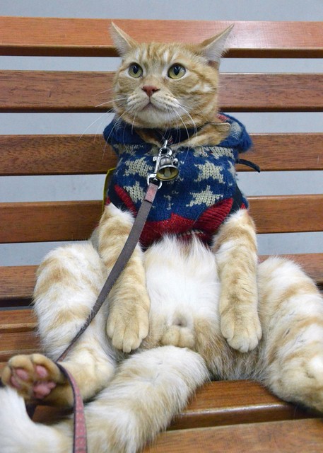 ベンチにどっしりと腰掛け、しばらく体勢をキープするマロン（滋賀県草津市）
