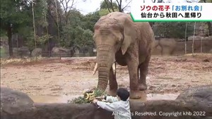 アフリカゾウの花子　仙台市八木山動物公園から秋田市の動物園に帰ることに