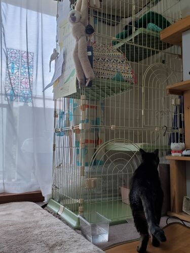 興味津々で３段ケージに近づいていくはっぴー。ケージには実家から持ってきたトイレと、ちびの匂いのついた猫ベッドをいれています