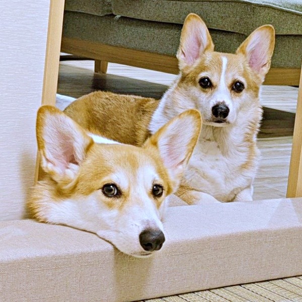 「ご飯の時間だよ？」兄弟そろってアピールする（左から）弟・ハルくん、ニコくん（画像提供：くぅこ@コーギーのいる暮らしさん）