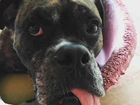 お家に来て５年、記念の朝にパチリ　保護犬の「ダダ」