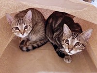 保護4カ月後、紙袋の中に入って遊ぶ（左から）ナラちゃん、シンパくん（画像提供：シンバとナラさん）