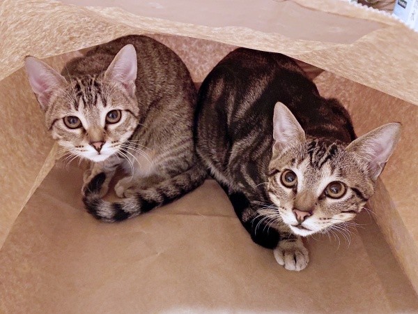 保護4カ月後、紙袋の中に入って遊ぶ（左から）ナラちゃん、シンパくん（画像提供：シンバとナラさん）