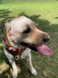 「人間」が大好きなレアくん。ドッグランでも、他のわんちゃんと遊ぶより、飼い主さんたちに構ってもらうのが大好きなのだそう（画像提供：KRRRさん）