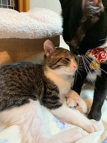 とかちくんに甘えて微笑む