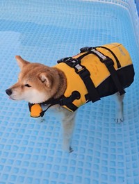 水の中で固まって泳げなかった雛菊ちゃん（提供：雛菊さん）