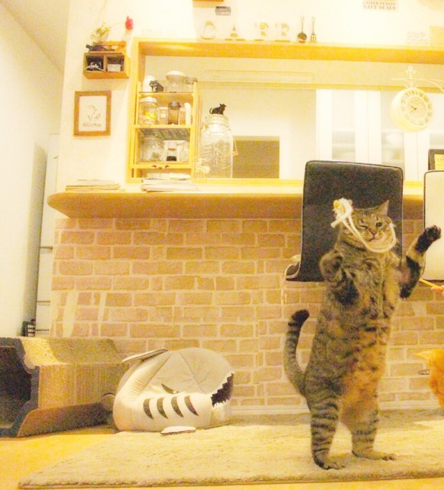 機嫌よく遊んでいるコタロウちゃん、二足歩行するの？=ゆあ＠ライターさん（@yunc24291）提供
