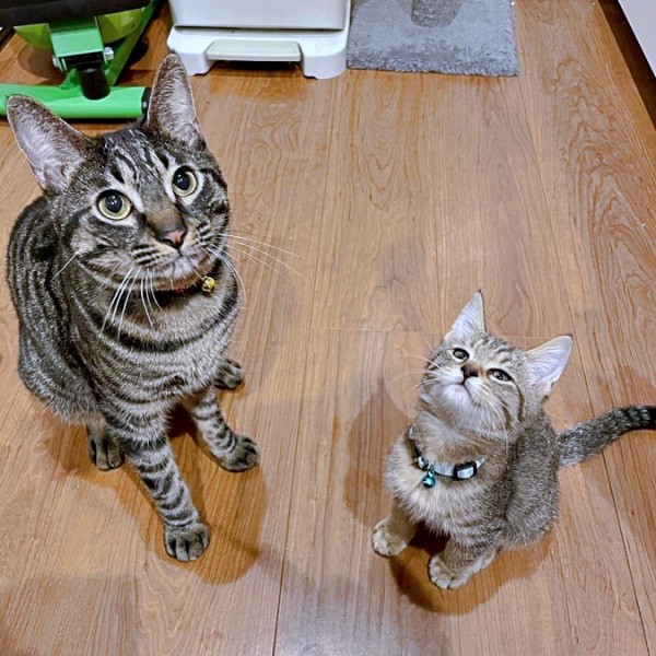 先住猫・るなくんと仲良くなったこまちゃん（画像提供：むぎさん）