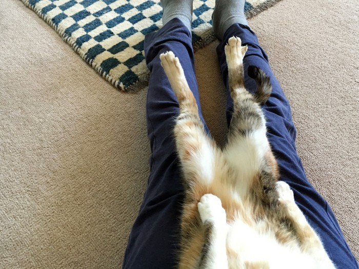 外側は複雑な柄、お腹は白い