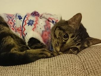 いざ猫カフェへ　うーん、なんか違う気が……