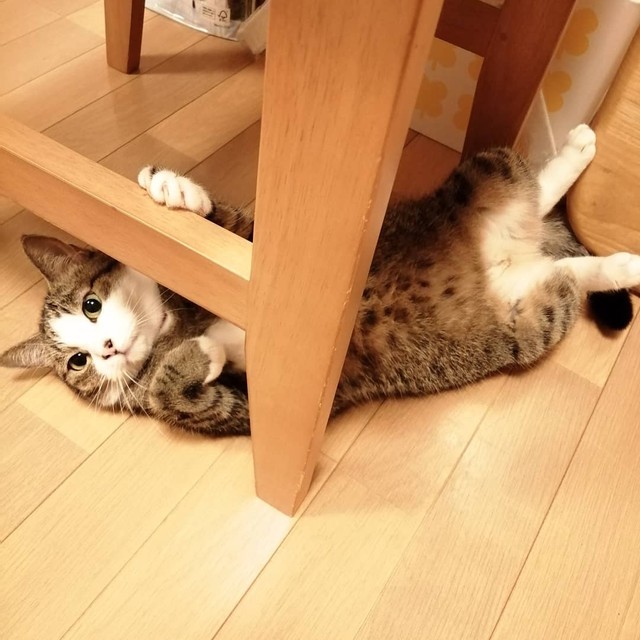 お父さんと遊んでいてコロンと転がるおちゃめな一面も