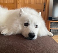 ソファで寝ているママのもとへ（提供：@poteyamadaさん）
