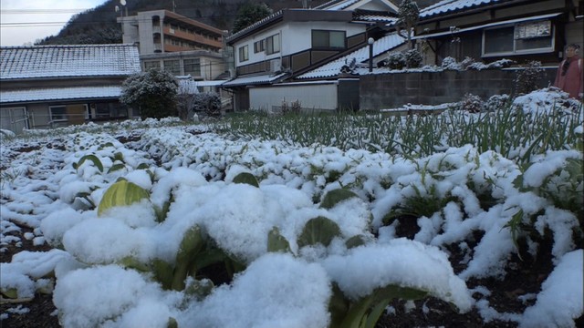 強い寒気…岡山県北部で20センチを超える積雪　岡山市では初雪を観測