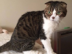 元気でいてくれてありがとう　スコティッシュの「みぃ」