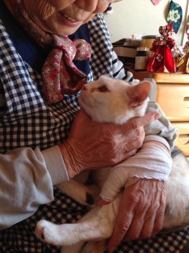 飼い主さんと再会を果たし、仮設住宅で暮らすことができたみぃちゃん