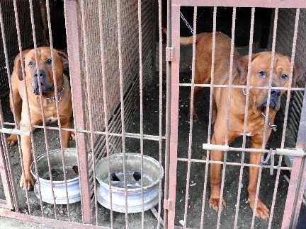 土佐犬、脱走の恐れ２カ所　事故のあった青森県調査