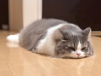 今にも床と同化しそう！ だらーんと伸びるたおくん（画像提供：たおとるねさん）