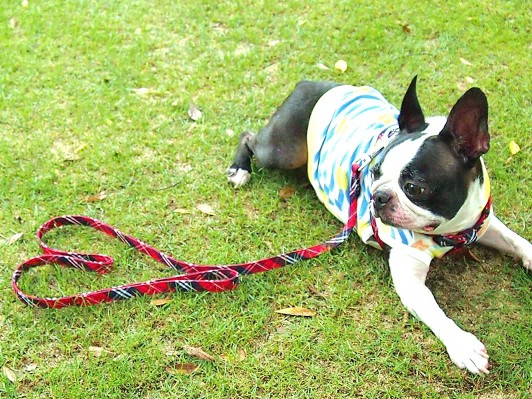 犬の散歩中、高齢者の見守り　「わんわんパトロール隊」