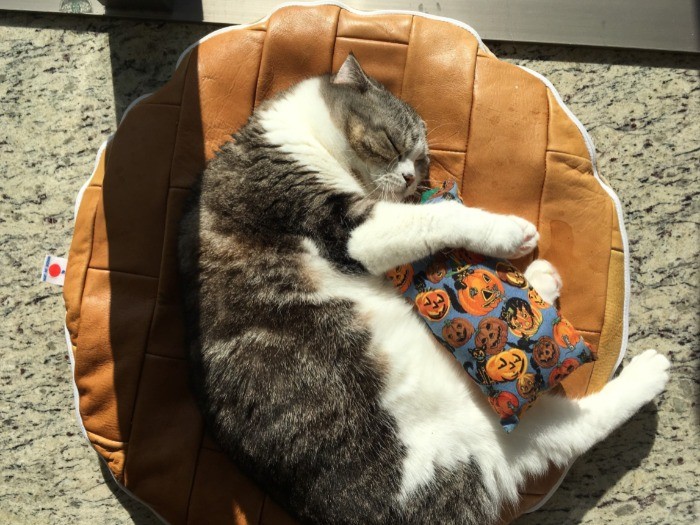 サイズぴったり。あたたかくて気持ちいい zzz