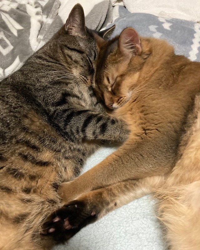 額をくっ付けてすやすや…（左から）蓮くんと瑠偉くん（画像提供：うにねこさん）