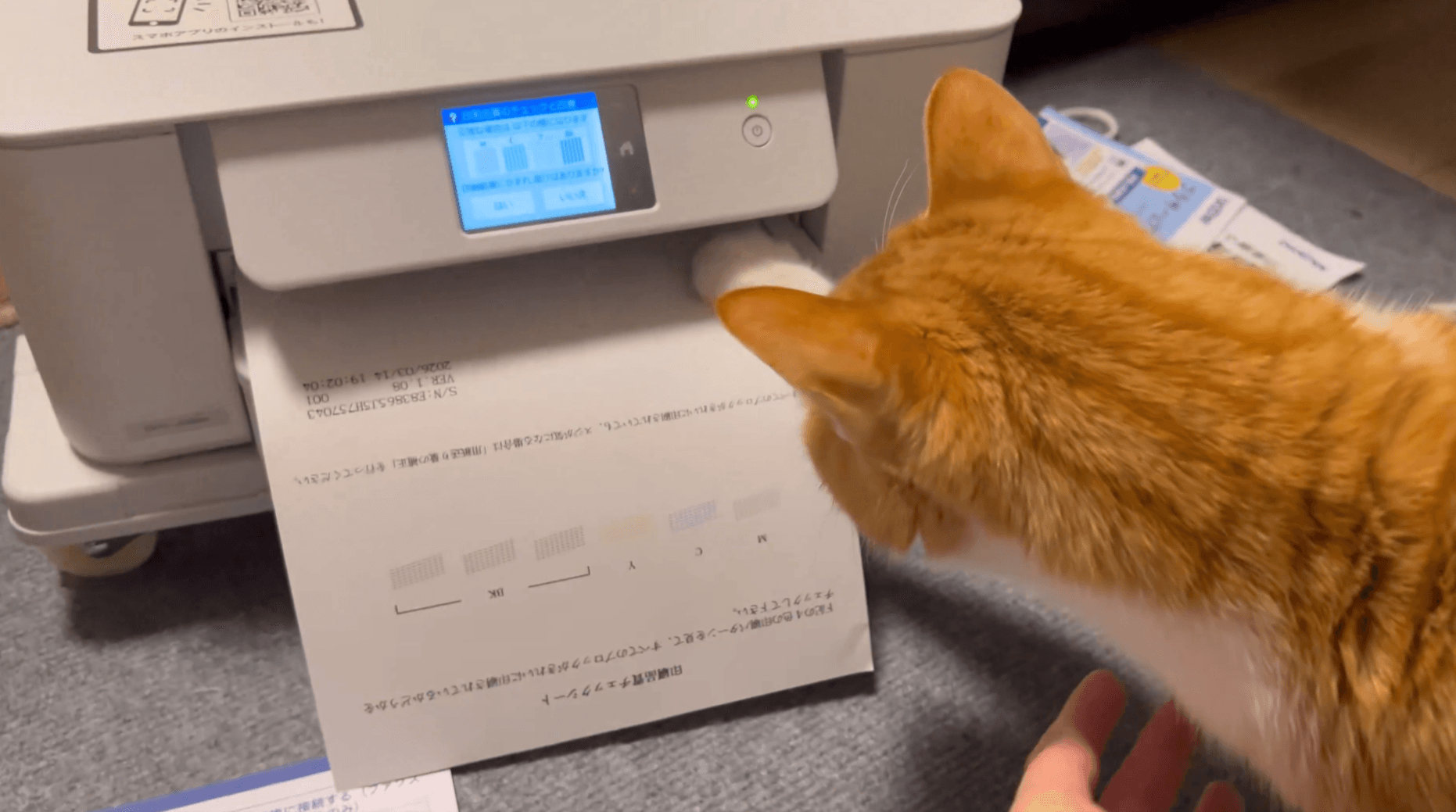 突然出てきた紙が気になる！手でチョイチョイ