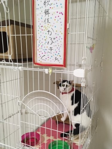 家に迎えた時　歌舞伎の垂れ幕を飾った