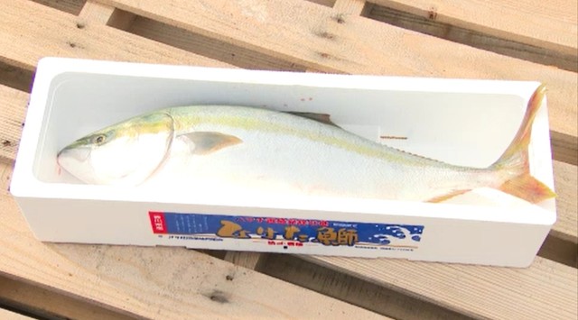 資料：ひけた鰤